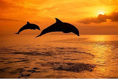 《使命召唤：战区2》黑衣皮肤开售能隐身 玩家大喊不公平